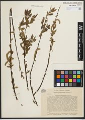 Foto von Salix pycnostachya Andersson